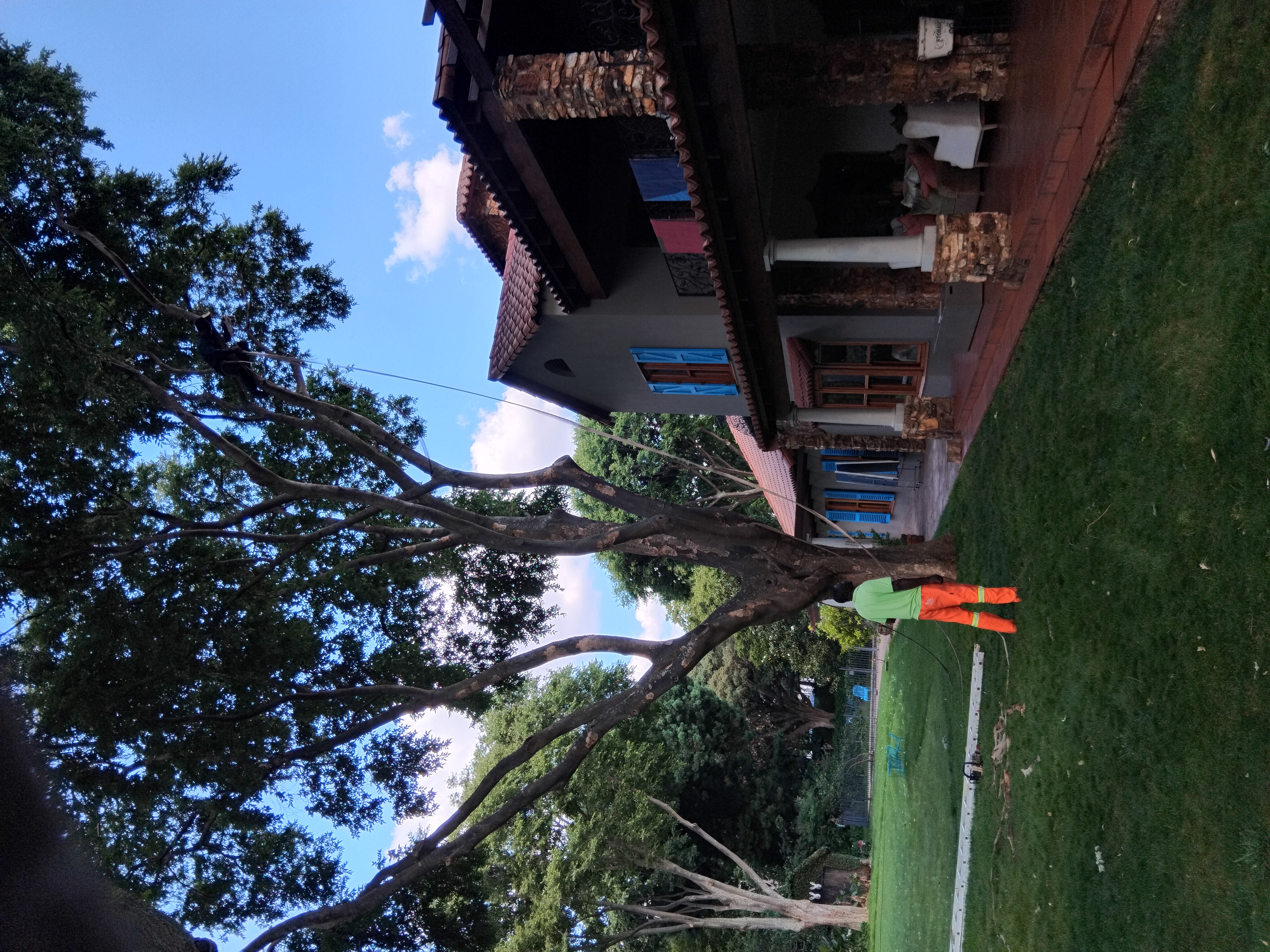 South Africa best tree Company for removal